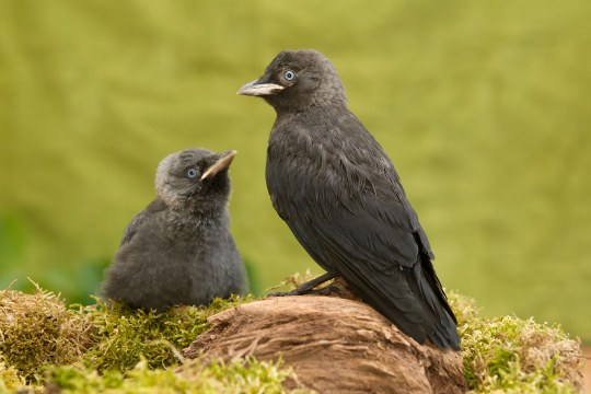 Dohle mit Jungvogel | © Rosl Rößner