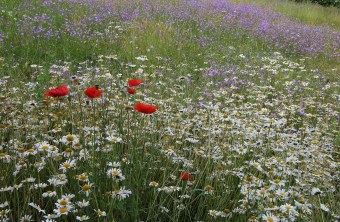 Freyuung-Grafenau | © Dr. Fritz Haselbeck (Freyuung-Grafenau)