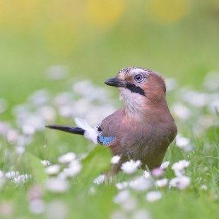 Eichelhäher auf einer blühenden grünen Wiese | © Dieter Wörrlein