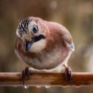 Eichelhäher | © Manfred Kaierle