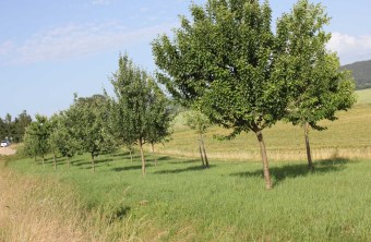 Cham | © Erika Babl (Cham)