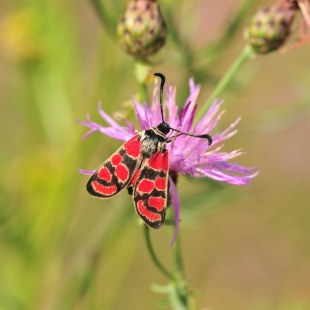 Esparsetten Widderchen | © Klaus Müller