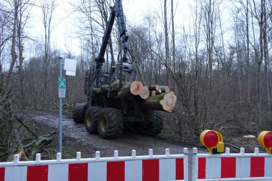Gefällte Stämme werden durch ein Fahrzeug abtransportiert | © Rudolf Wittmann