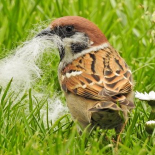 Feldsperling mit weißem Nistmaterial im Schnabel sitzt auf einer Wiese | © Fiona Besser