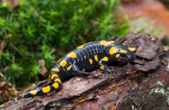 Feuersalamander liegt auf Totholz | © Marcus Bosch