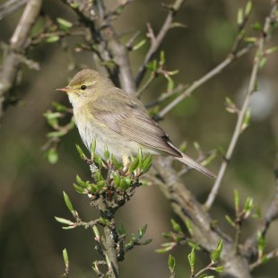 Fitis auf einem Ast | © Hans-Joachim Fünfstück