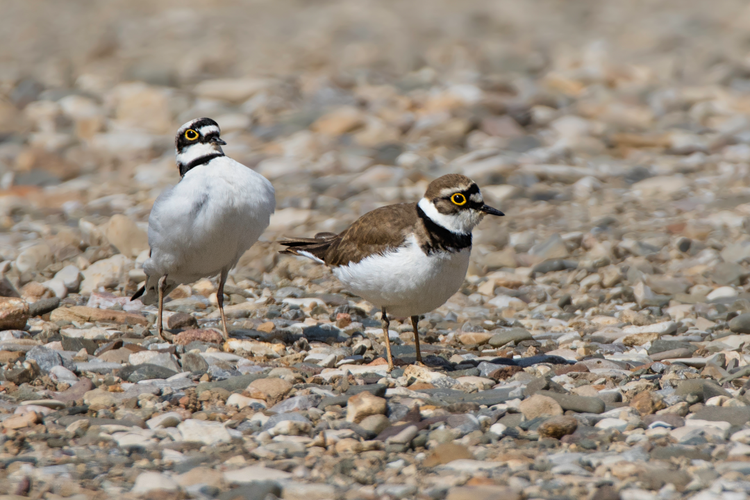 Flussregenpfeifer-Pärchen auf Kiesbank | © Gunther Zieger