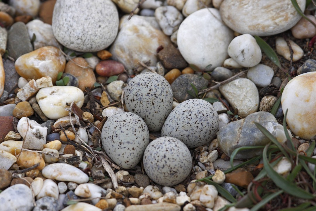 Vier graue mit schwarzen Flecken gesprenkelte Eier liegen gut getarnt auf einem Kiesbett | © Marcus Bosch