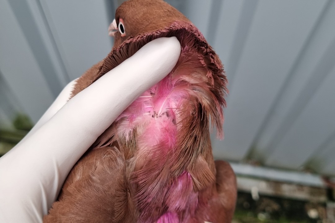 Kamikazetaube aus Nittendorf | © Ferdinand Baer