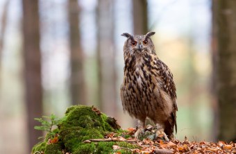 Uhu | © Marcus Bosch