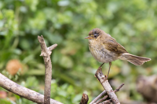 Gartengrasmücke Jungtier auf einem Ast | © Ralph Sturm