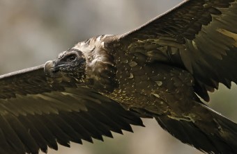 Generl im Flug | © Markus Leitner