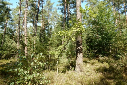 Gesunder Zukunftswald | © Christian Stierstorfer