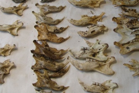 Analyse eines Uhu Gewölles, aufgreihte Unterkieferknochen | © LBV