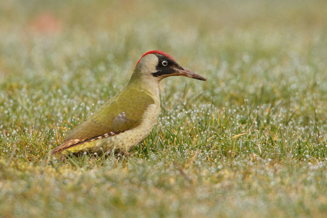 Grünspecht sitzt auf einer grünen Wiese | © Rosl Rößner