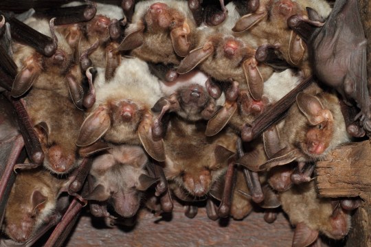 Kolonie Großes Mausohr an der Decke | © Andreas Hartl