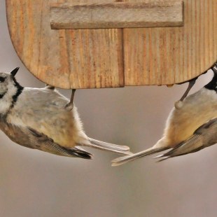 Zwei Haubenmeisen hängen kopfüber an einem Futterhaus | © Rolf Blesch
