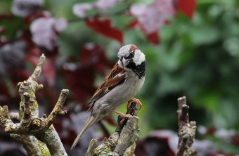 Spatz  | © Kirsten Gerhardt