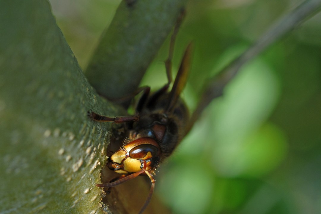 Hornisse saugt an einem Baum | © Dr. Eberhard Pfeuffer