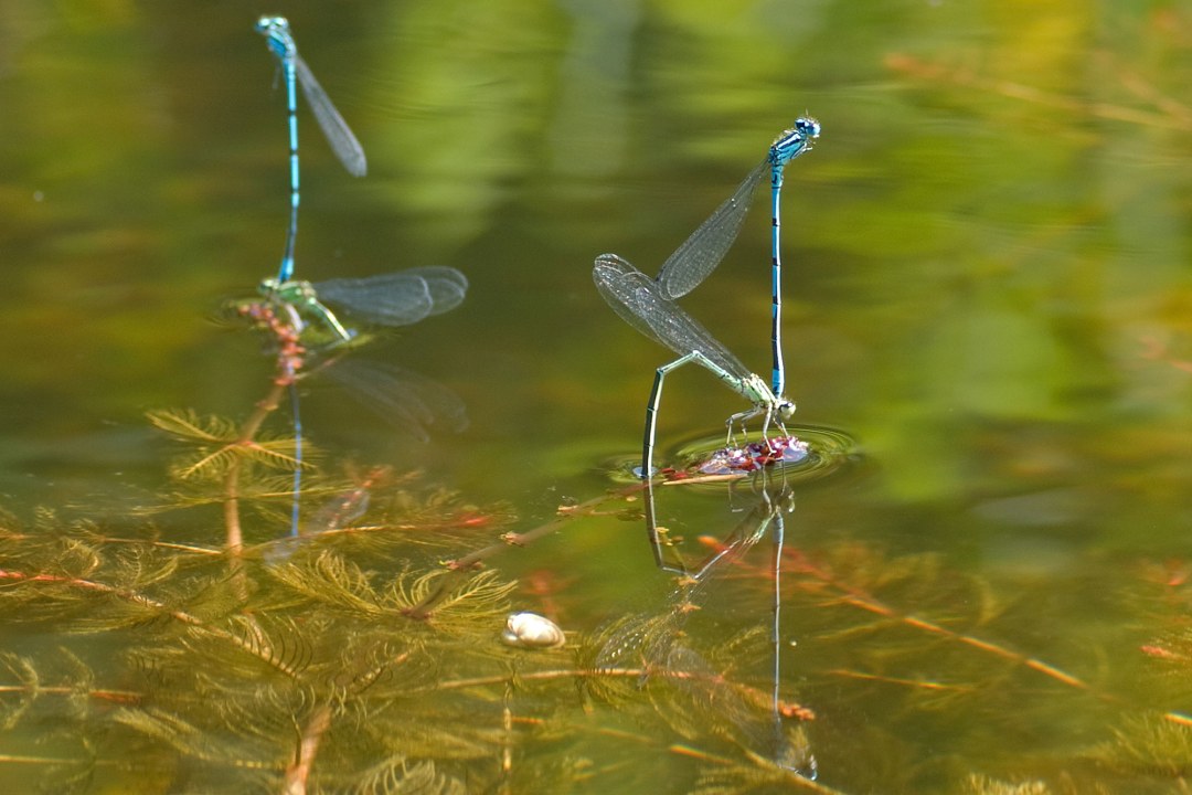 Hufeisen-Azurjungfern bei der Paarung auf dem Wasser | © O. Wittig
