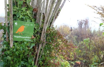 Die Plakette "Vogelfreundlicher Garten" befestigt an einem mit Efeu überwachsenen Busch | © Carola Bria