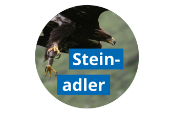 Steinadler im Flug