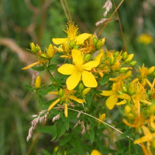 Johanniskraut | ©  C. Bria