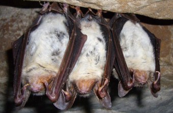 Kleine Fledermäuse hängen an der Decke einer Höhle | © A. Riedl