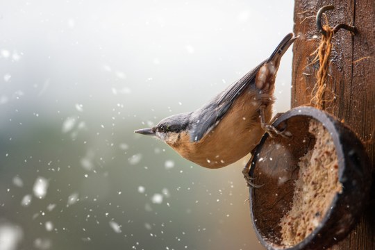 Kleiber an Futterschale |© Manuela Groß