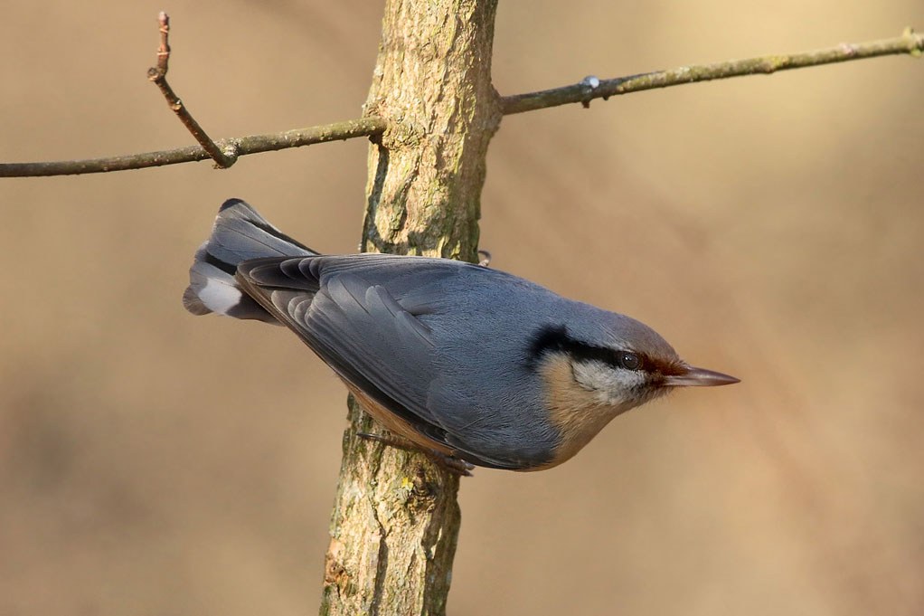 Kleiber sitzt seitlich au einem Baum | © Carl-Peter Herbolzheimer
