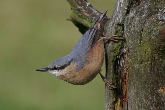 Kleiber kopfüber an Baumstamm | © Heinz Tuschl