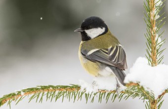 Kohlmeise | © Peter Stastnik