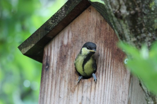 Kohlmeise | © Peter Bria