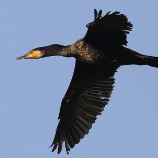 Kormoran im Flug | © Dr. Christoph Moning