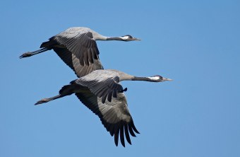 Zwei Kraniche im Flug | © Hans Clausen