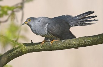 Kuckuck auf einem Ast | © Herbert Henderkes