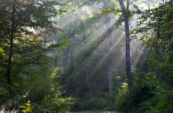 Sonnenstrahlen fallen durch die Bäume in einen Wald | © Frank Derer