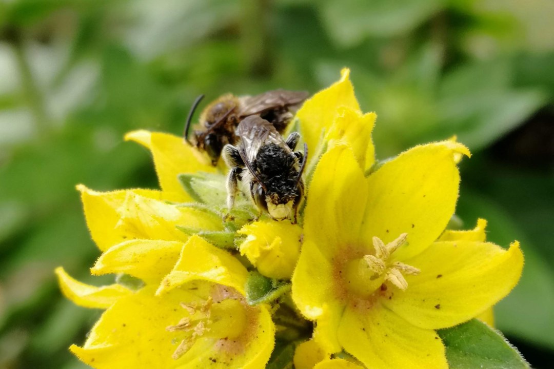 Eine Macropis-Biene sammelt Pollen auf einem gelben Gilbweiderich | © Tarja Richter