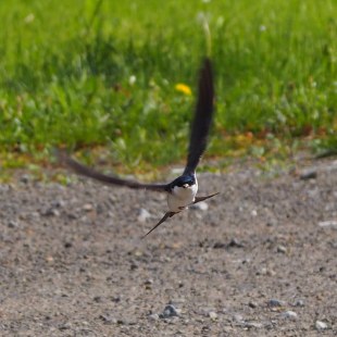 Mehlschwalbe im Flug | © Günther Desch