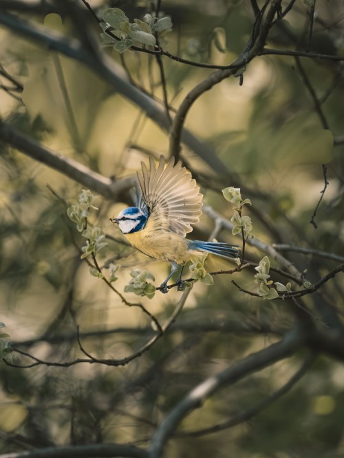 Eine Blaumeise fliegt zwischen den Ästen | © Michael Sacherl