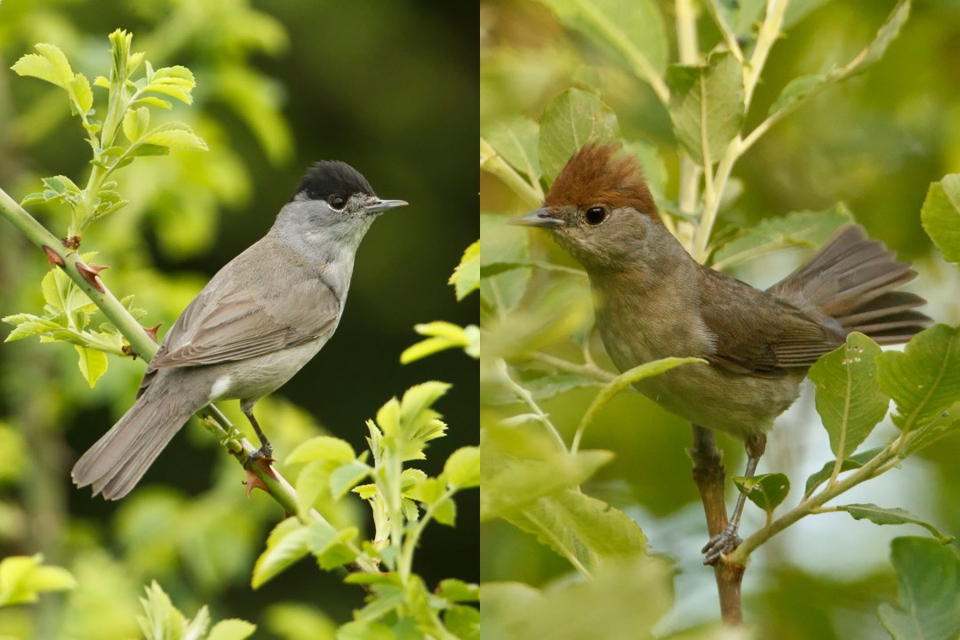 Moenchsgrasmuecke männlich links weiblich rechts | © Rosl Roessner