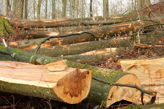 Holzeinschlag in der Weltenburg Enge | ©Christian Stierstorfer