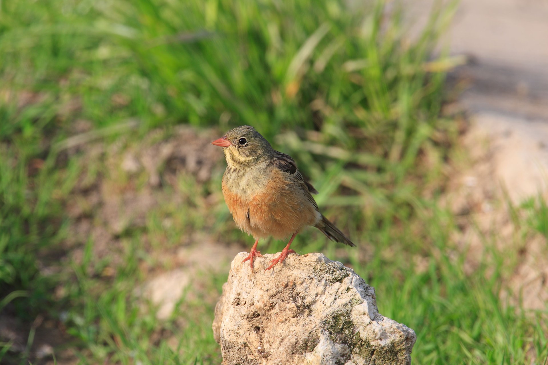 Ortolan sitzt auf einem Stein | © Heinz Tuschl