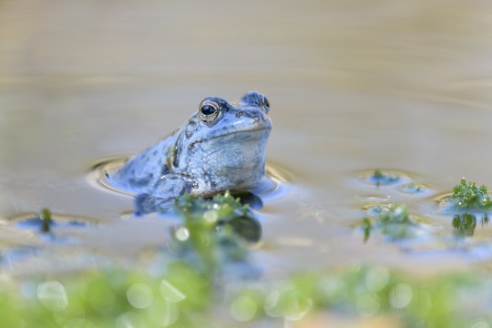 Moorfrosch | © Christoph Bosch