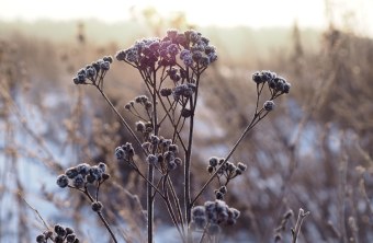 Blühfläche im Winter | © Franziska Wenger