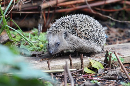 Igel | © Peter Bria