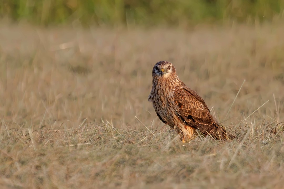 Wiesenweihe | © Gunther Zieger