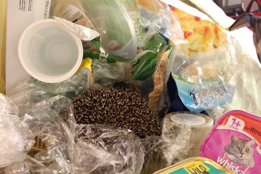 Igel im gelben Sack | © Christiane Geidel