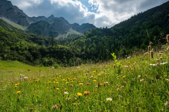 Bergblumenwiese im Estergebirge | © Dr. Olaf Broders