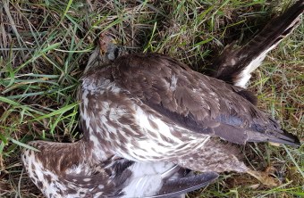 Toter Mäusebussard mit Köder | © Georg Hagel